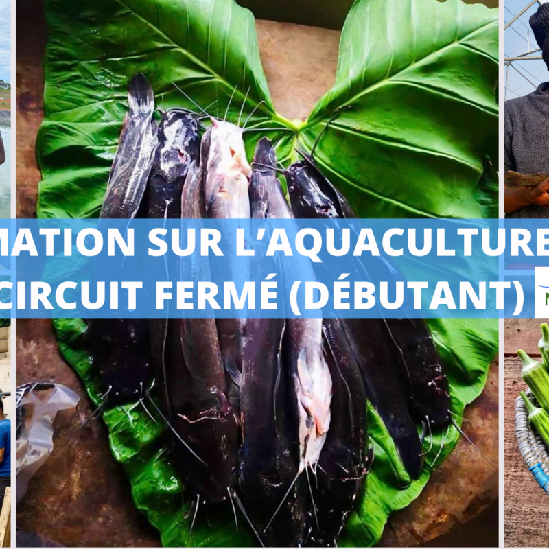 Pourquoi apprendre l&rsquo;aquaculture et l&rsquo;aquaponie