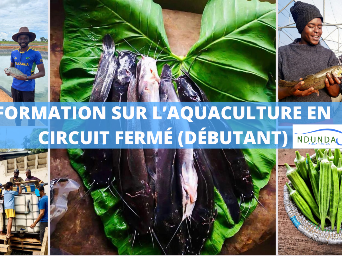 Pourquoi apprendre l&rsquo;aquaculture et l&rsquo;aquaponie